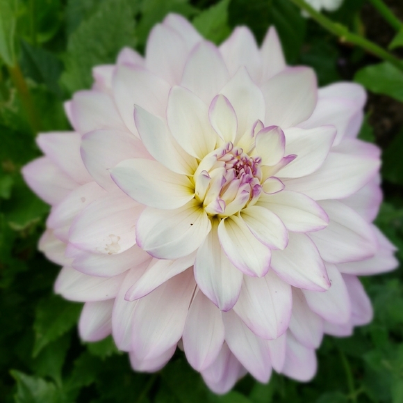 Meet your Posher, Tina - Picture 1 of 1